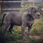 Cane corso italiano