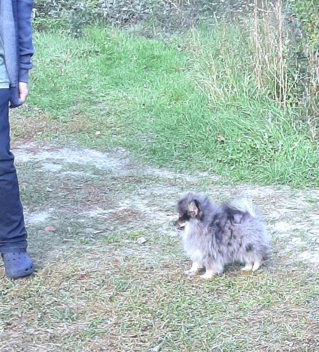 Chłopczyk Szpic miniaturowy pomeranian