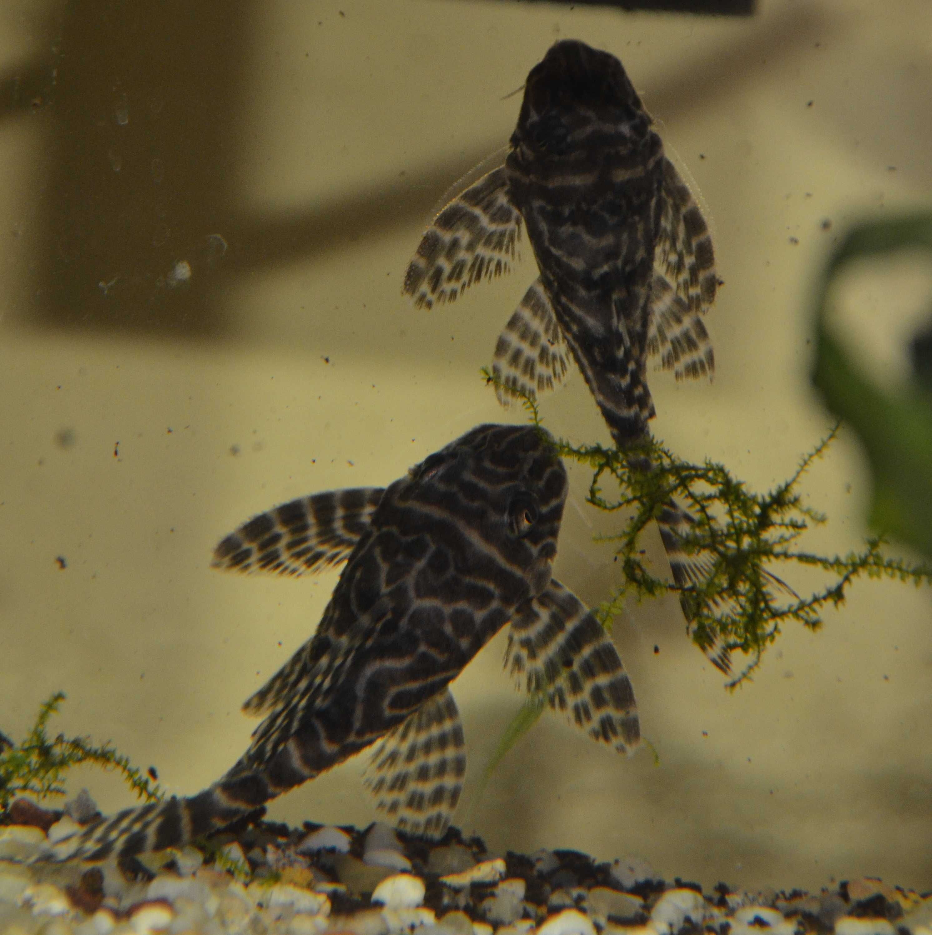 ZBROJNIK L333 Hypancistrus sp. 6cm