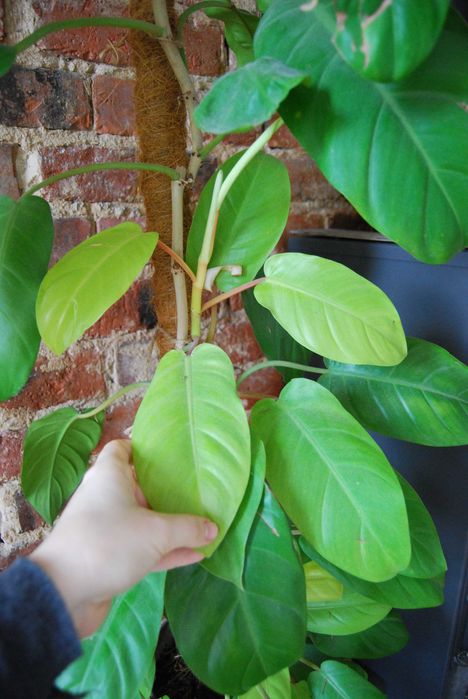 filodendron malaya gold philodendron
