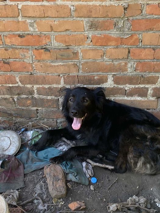 Парень Яша в добрые руки.