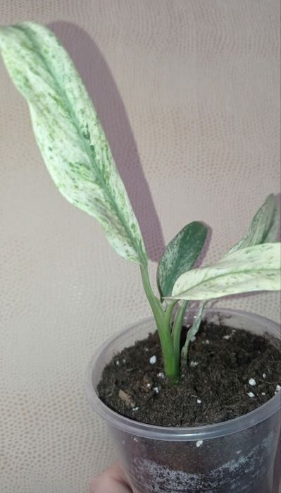 Эпипремнум Гигантеум вар