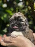 ZAREZERWOWANA rasy shih tzu