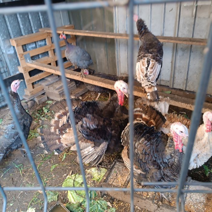 Indyki zwykłe i mięsne sprzedam tegoroczne