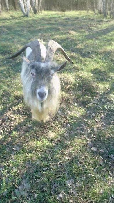 Продажа козочек/Обмен козликами.