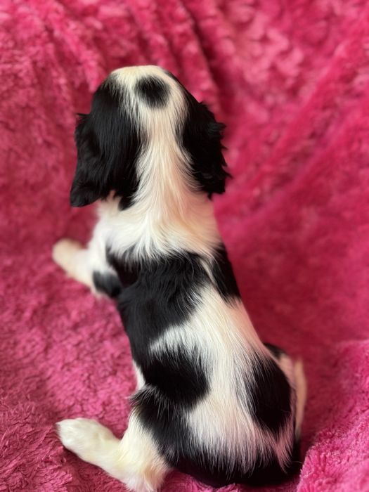 Sunia tricolor - Cavalier King Charles Spaniel
