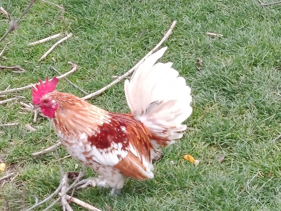 Koguty karzełki liliputy