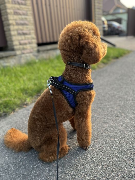 Вязка той пудель ред браун