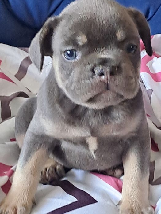 Szczeniak buldog francuski szuczka