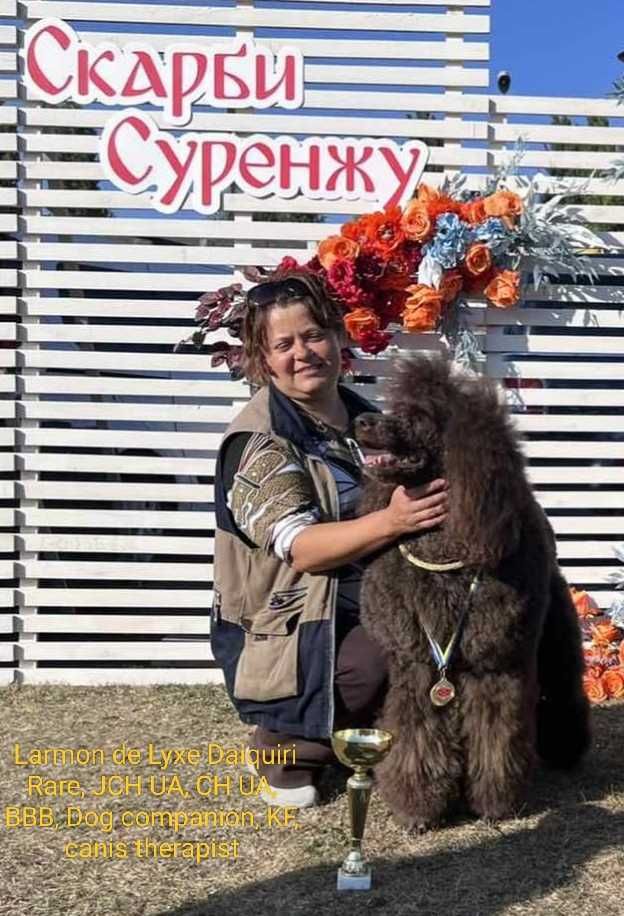Королівського пуделя цуценята