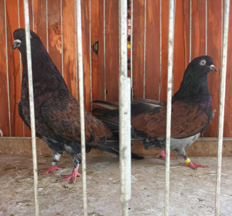 Gołebie mikołajewskie , kirowogradzkie