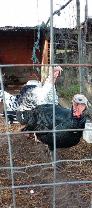 Perus para venda / adultos