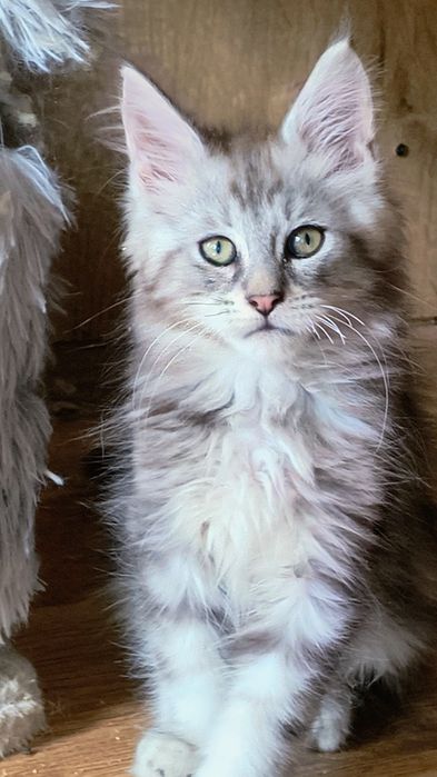 Maine coon - zarezerwowany do 10 października