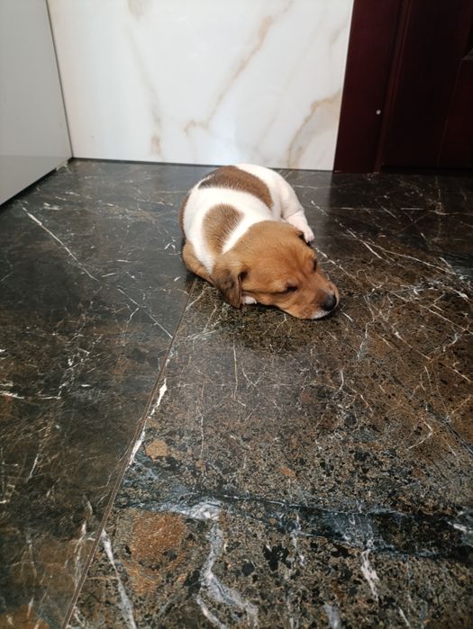 Цуценята Джек- Рассел-Тер'єр шукаємо хорошу родину