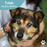 Tolek szuka domu!