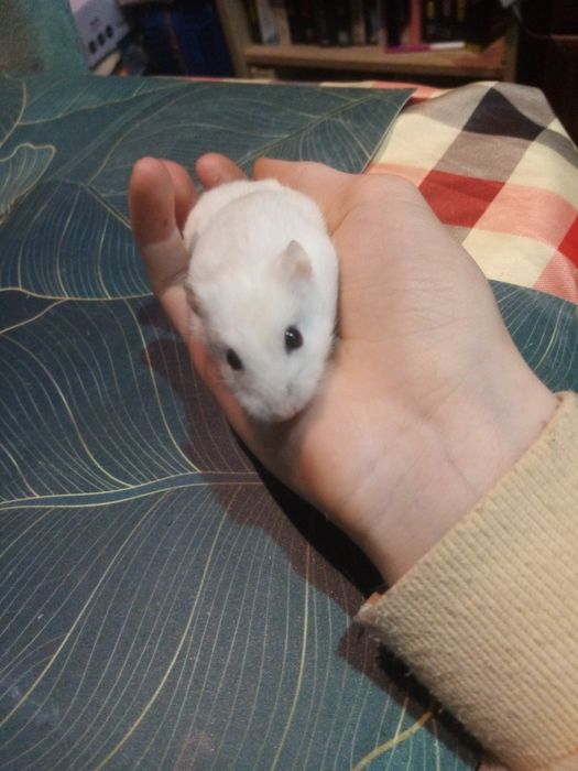 2 chomiki  dziungarskie