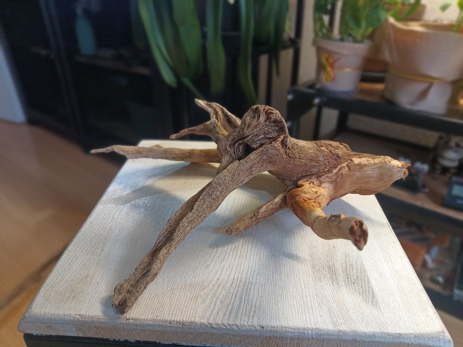 Korzeń do akwarium lub terrarium