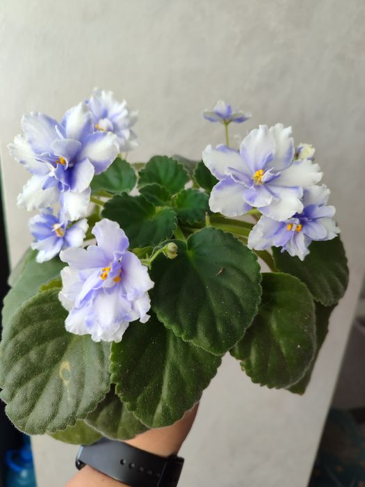 Фіалка. Сенполія