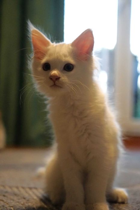 Maine Coon biały hodowla FPL