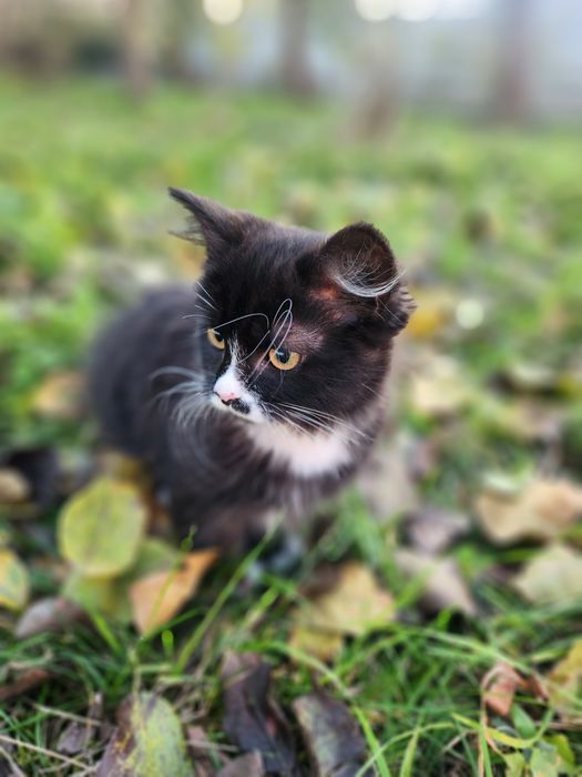 Кошенята "смокінг"