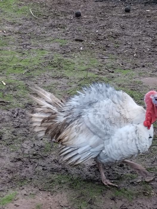 Perú  macho cinzento