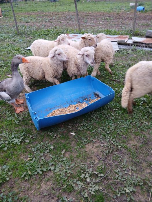 Vende-se Borregos e Cadela de Virar o Gado