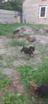 Rottweiler szczeniak