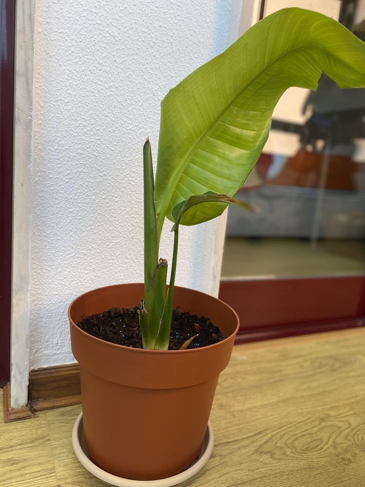 Planta Strelitzia Nicolai