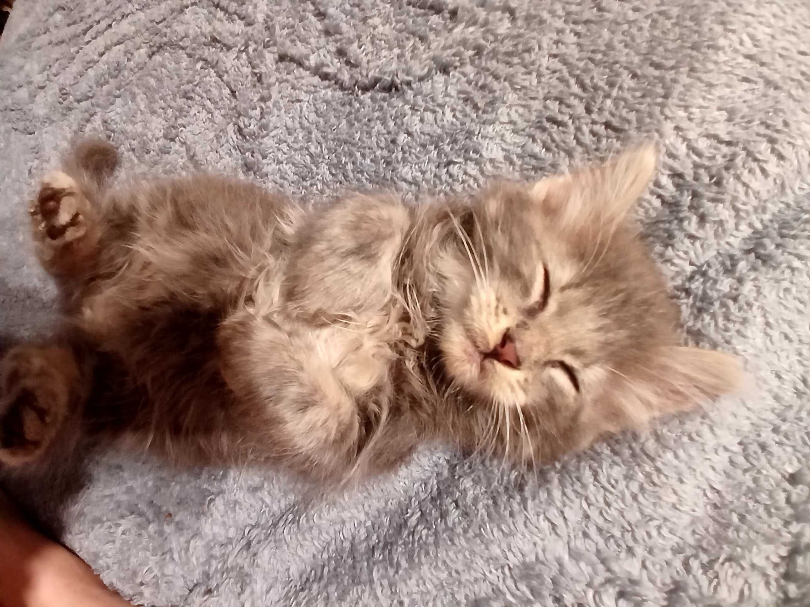 Шукаємо добрі руки для кошенят!