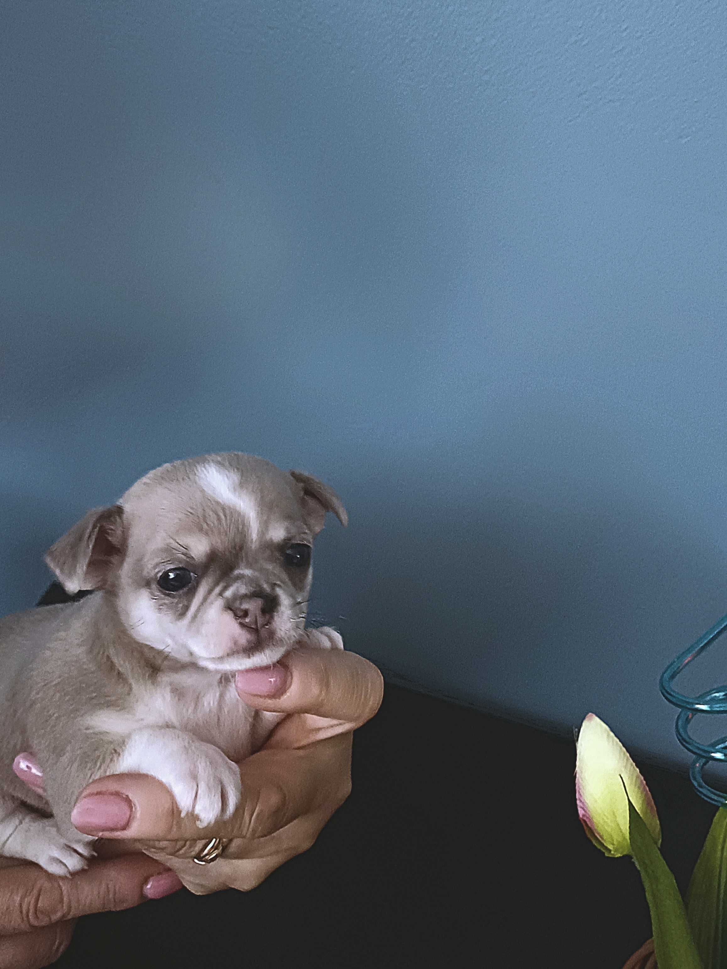 Chihuahua  z Rodowodem Niebieski Krótkowłosy