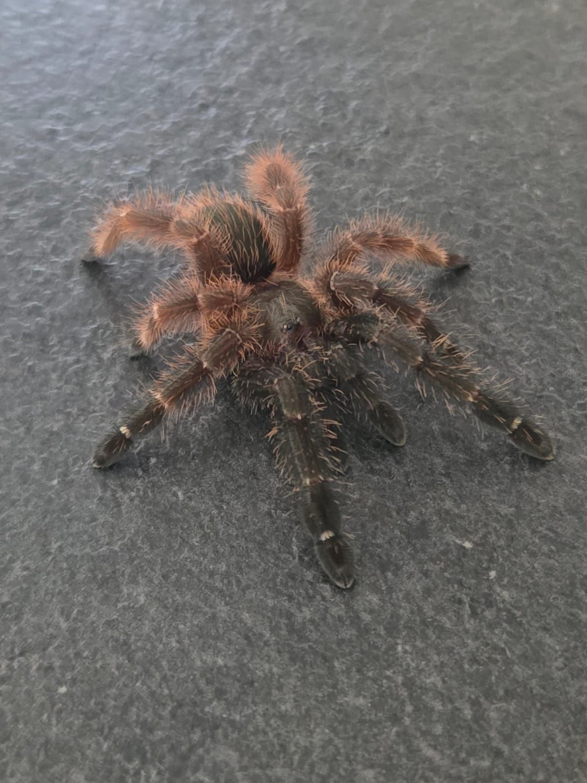 Samica  Psalmopoeus Victori L9