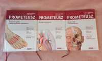 Atlas anatomii człowieka PROMETEUSZ nomenklatura angielska tomy I-III