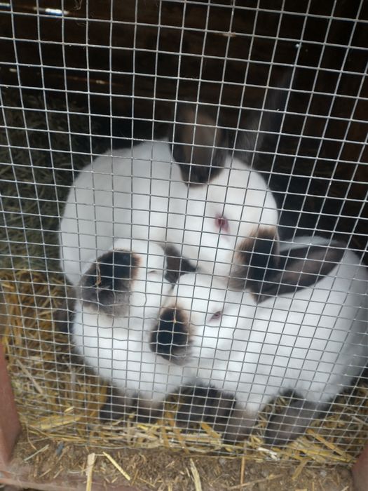 Kalifornijskie kroliki