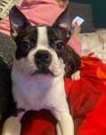 Boston terrier, roczny piesek FCI