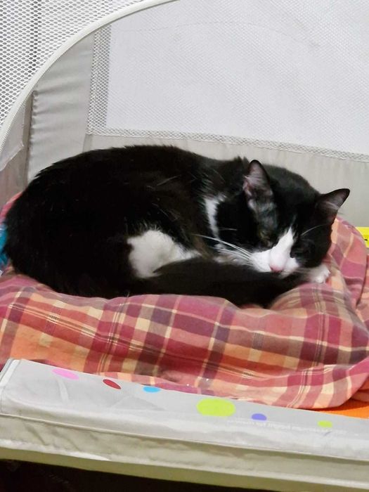 Dá-se gato: Tobias