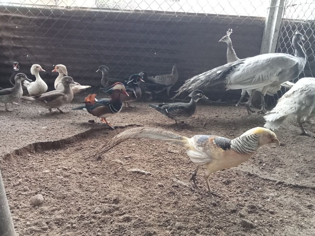 Várias raças de patos