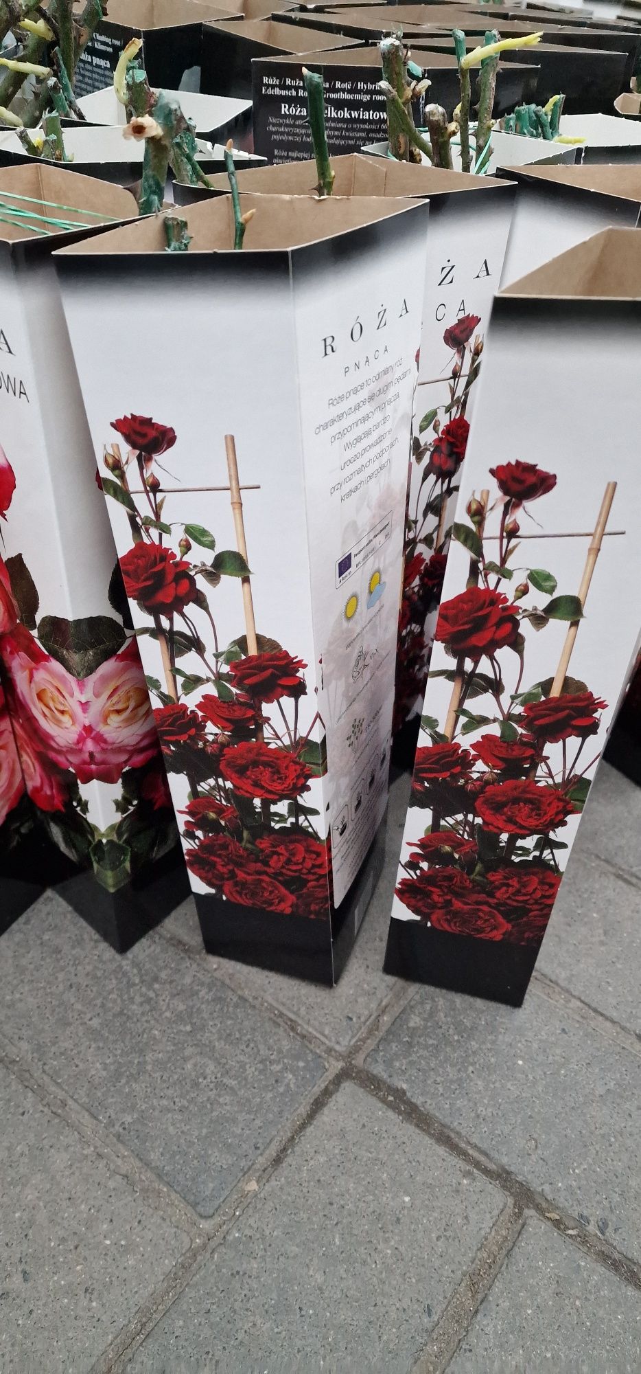 Троянда Роза опт 85 грн