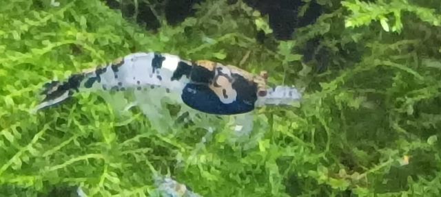 Krewetki Neocaridina  Carbon Black rili