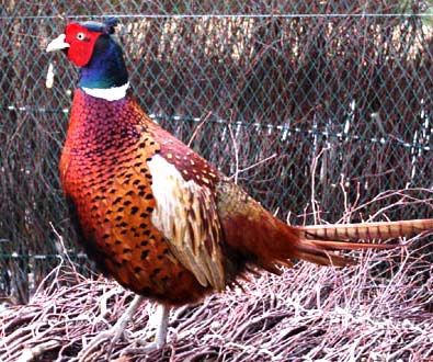 Bażant polny łowny