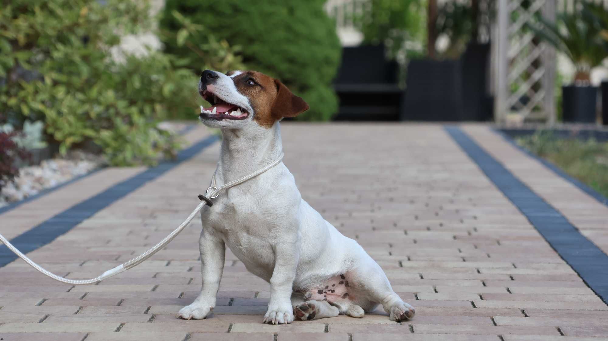 Jack Russell Terrier ZKwP FCI- piesek/badania genetyczne