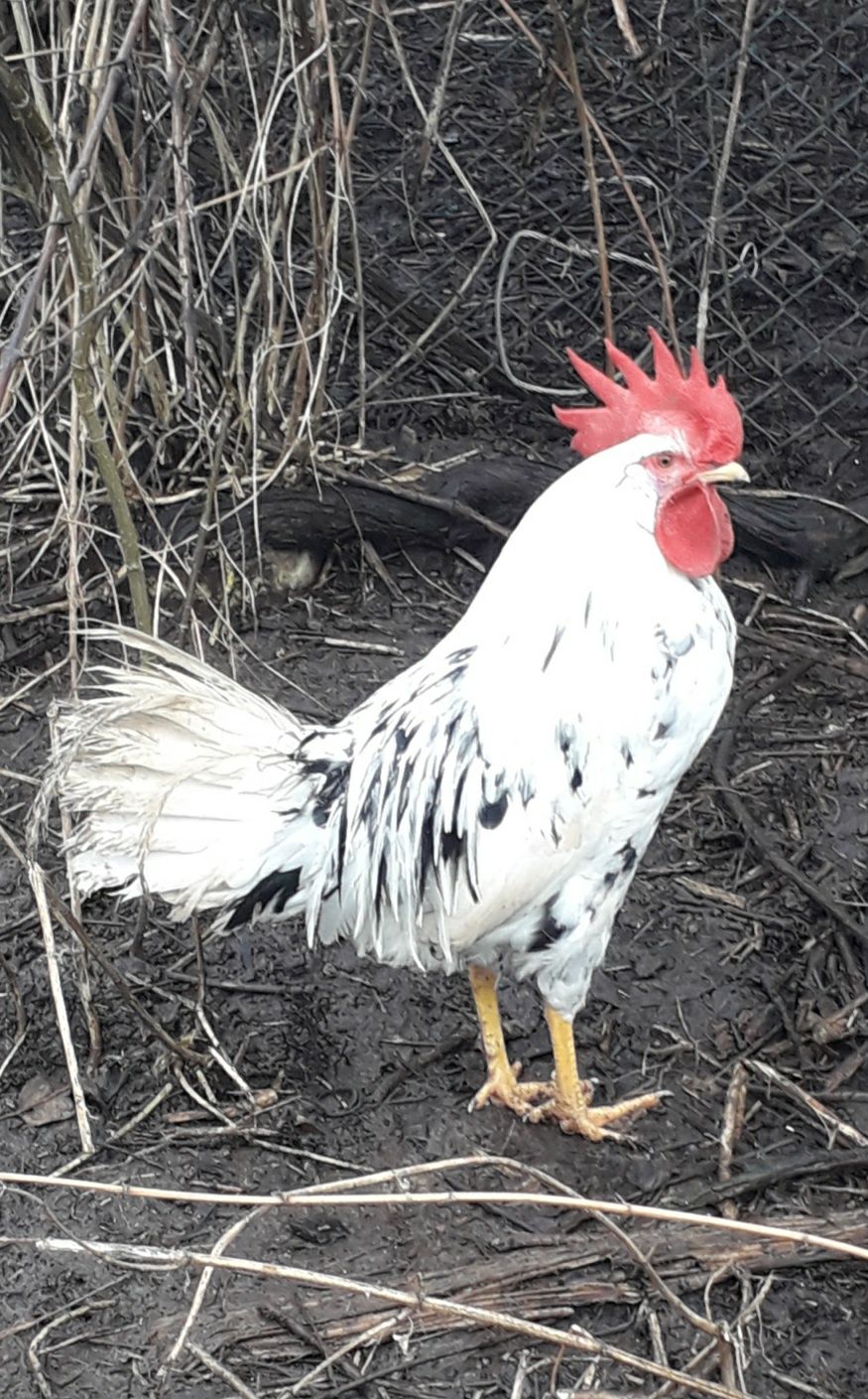 Легорн далматинець півень