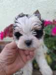 Lalunia  biewer  york  yorkshire terrier