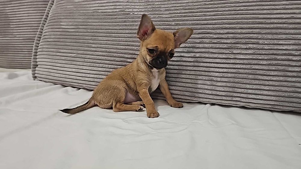 Cudowna dziewczynka chihuahua mini