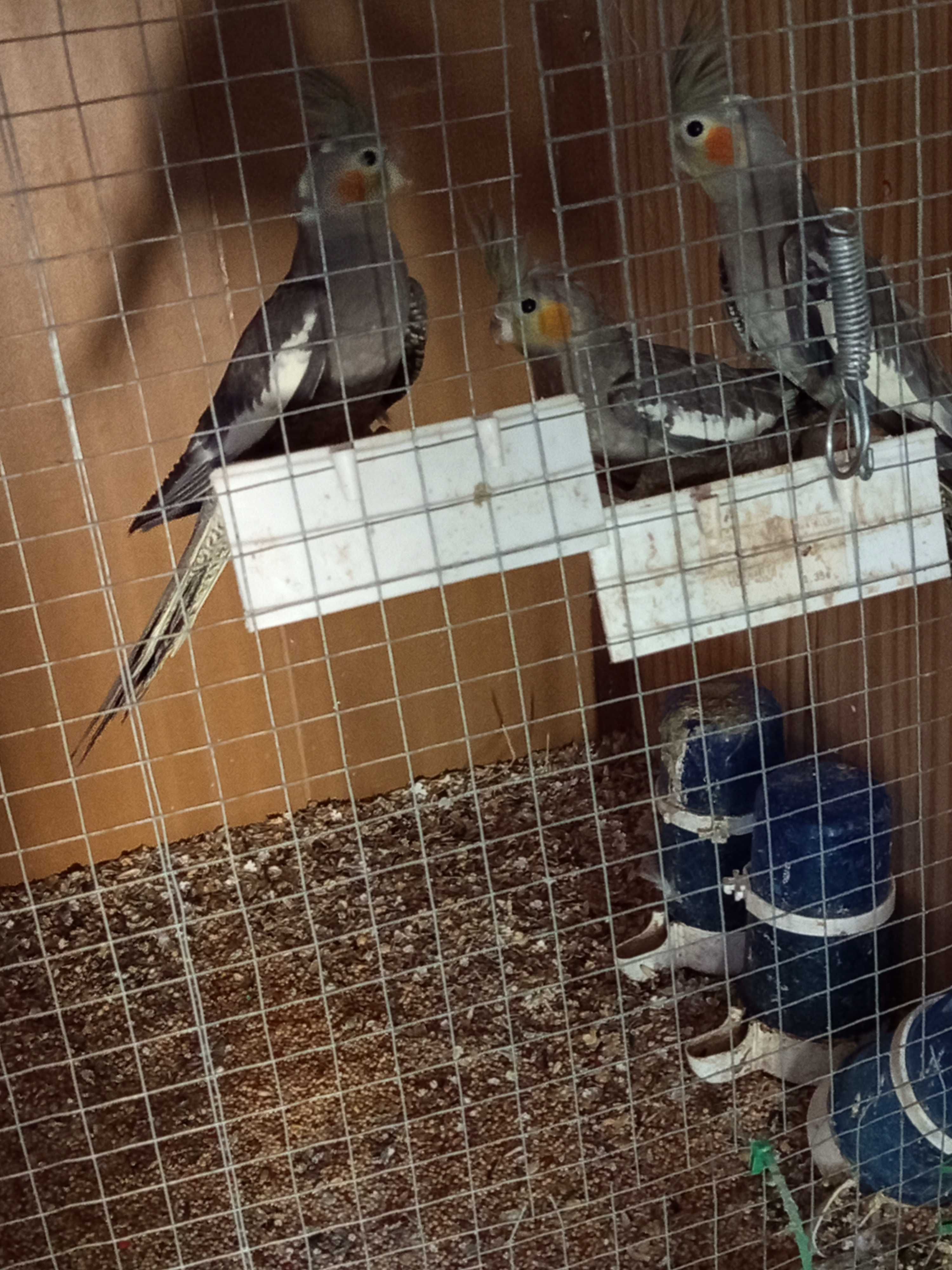 Vendo rolas e caturras