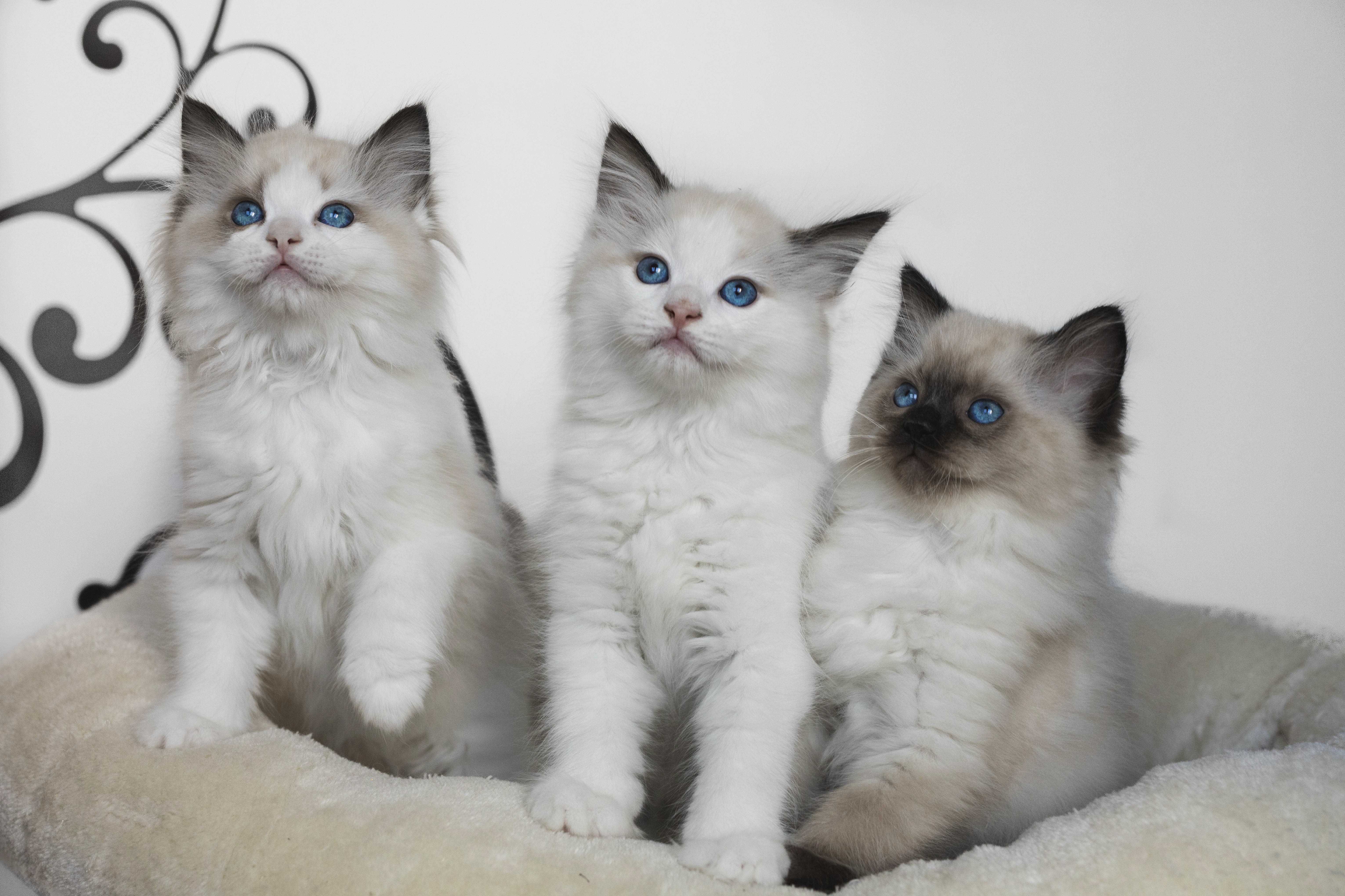 Ragdoll - cudny chlopczyk :)