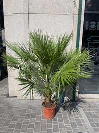 Пальма хамеропс 180 см