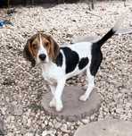 Beagle piesek gotowy do odbioru