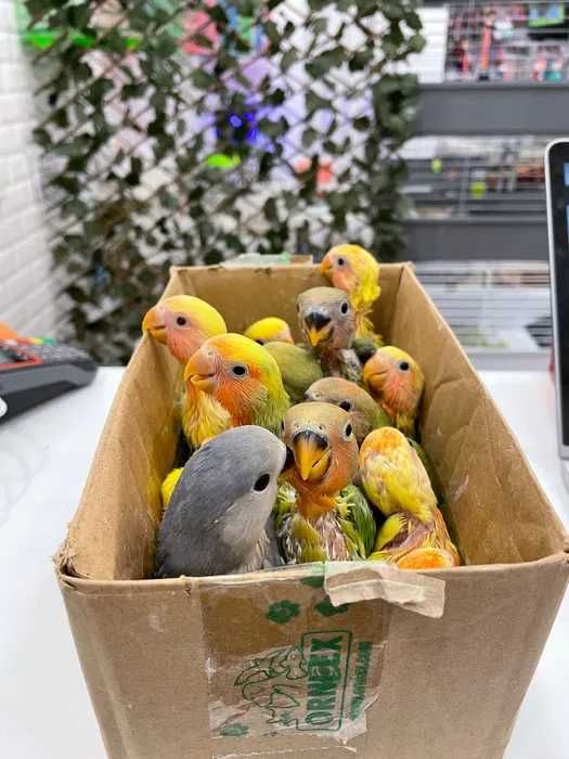 Agarponis Roseicollis ( Loja Profissional ) acabar de criar á mão