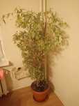 Fikus Benjamin 170 cm