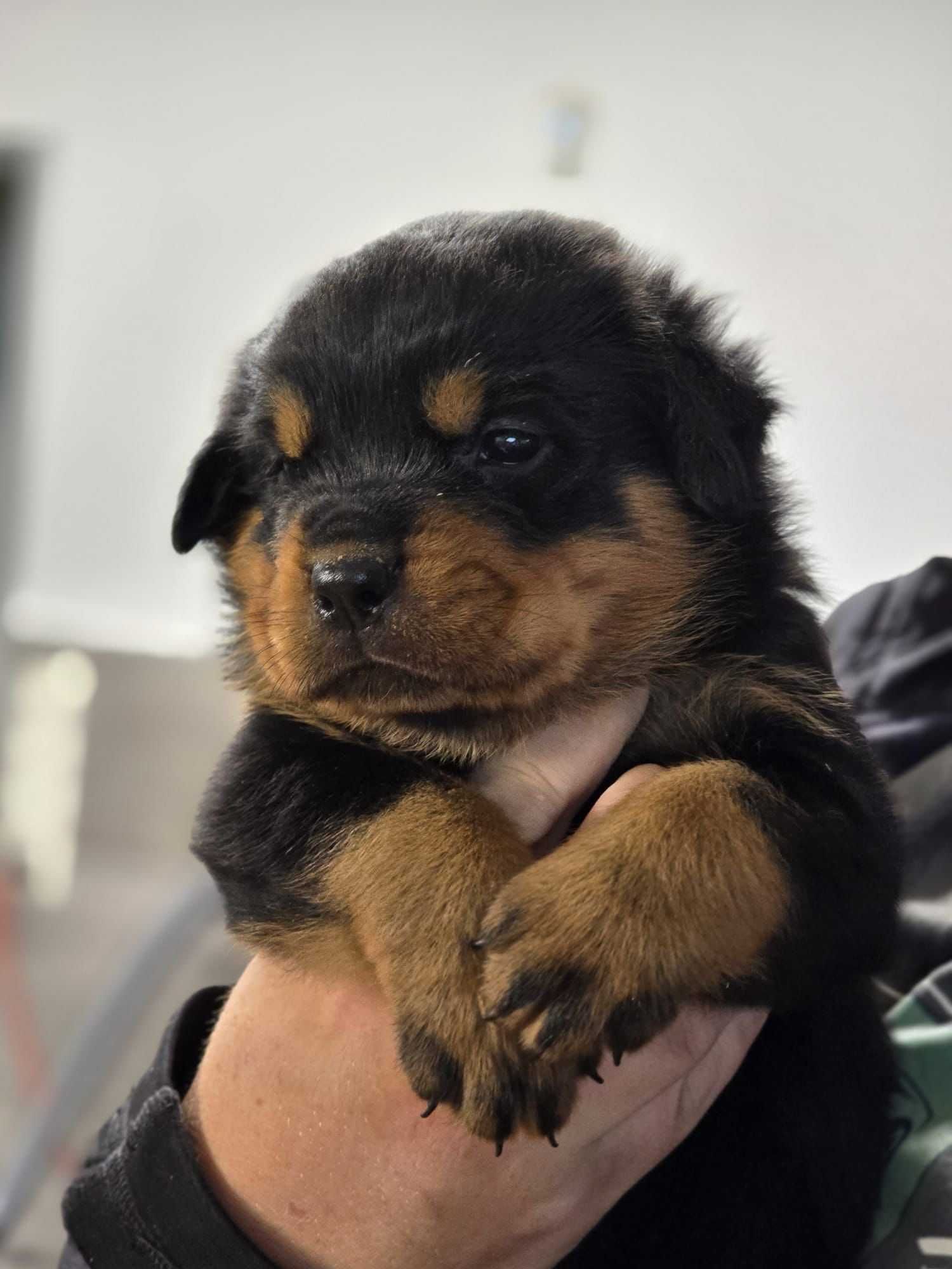 Rottweiler, szczeniak, piesek, ZKwP